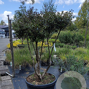 Osmanthus heterophyllus 175-200 cm container meerstammig