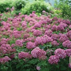 Hydrangea a. Bellaragazza Mauvette GM 3,0L leverbaar