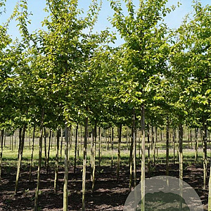 Parrotia persica 'Cherry Tips' 18-20 cm cont. 70L solitair Beveerd