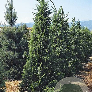 Picea a. 'Cupressina' 200-225 cm cont. 55L extra