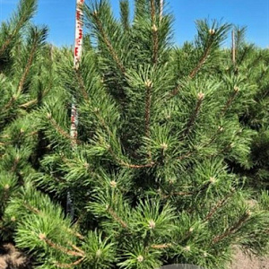 Pinus nigra nigra 175-200 cm draadkluit extra