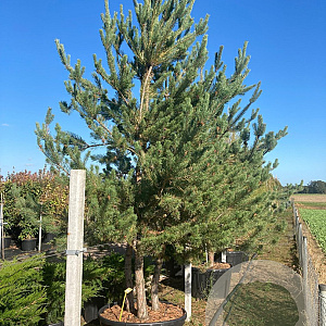 Pinus sylvestris 250-300 cm container meerstammig opgekroond
