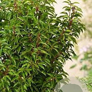 Prunus l. 'Angustifolia' 14-16 cm cont. 55L