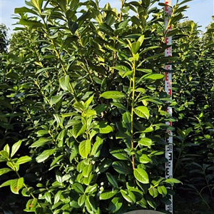 Prunus l. 'Novita' 175-200 cm draadkluit extra