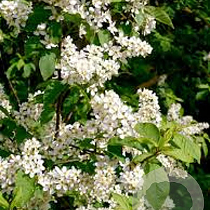 Prunus padus 'Nana' 10-12 cm 35L 225 cm stam