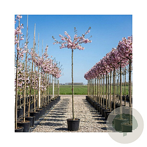 Prunus subh. 'Autumnalis Rosea' 10-12 cm 20L 180 cm stam