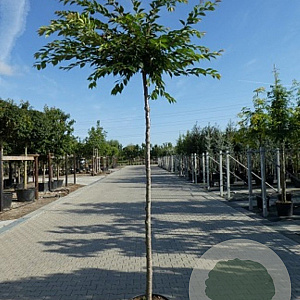 Prunus subh. 'Autumnalis Rosea' 10-12 cm 20L 180 cm stam