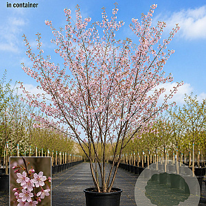 Prunus subh. 'Autumnalis Rosea' 200-250 cm 35L meerstammig solitair