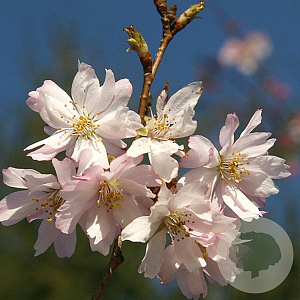 Prunus subh. 'Autumnalis' 12-14 cm 35L 225 cm stam