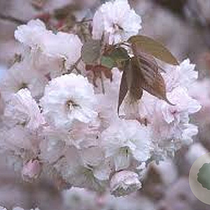 Prunus ser. 'Fugenzo' 10-12 HO 35L