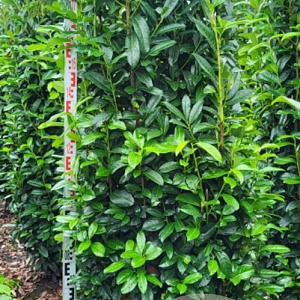 Prunus l. Genolia 200-225 cm draadkluit extra