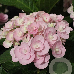 Hydrangea m. Love GM 3,0L leverbaar