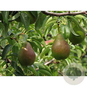 Pyrus c. 'Zwijndrechtse Wijnpeer' 8-10 HO container