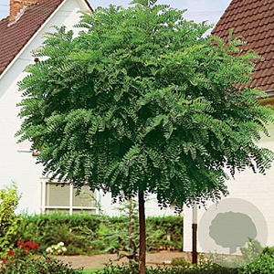 Robinia ps. 'Umbraculifera' 12-14 cm 35L 225 cm stam