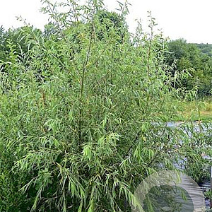 Salix acutifolia 'Pendulifolia' 6-8 cm 35L BEVEERD