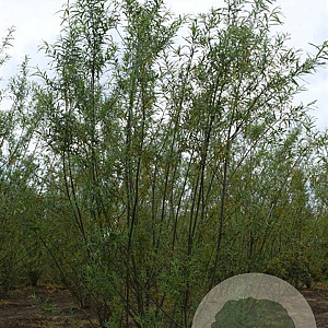 Salix fragilis 'Bullata' 8-10 cm 35L 225 cm stam