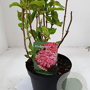 Hydrangea m. Princess Diana GM 3,0L leverbaar