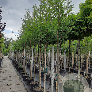 Sorbus auc. 'Wettra' 12-14 HO 35L