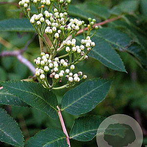 Sorbus decora 14-16 cm 50L 200 cm stam