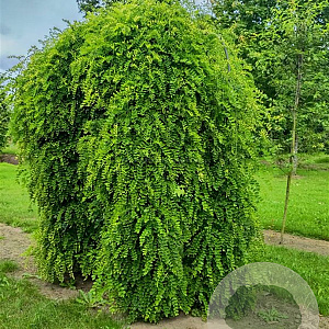 Sophora japonica 'Pendula' 10-12 cm 50L 200 cm stam