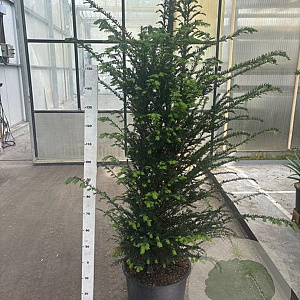 Taxus baccata 150-175 cm 35L