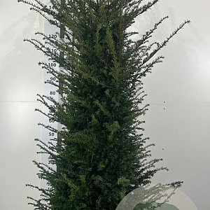 Taxus baccata 150-175 cm 35L