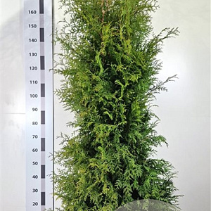 Thuja occ. 'Brabant' 160-180 cm met kluit extra