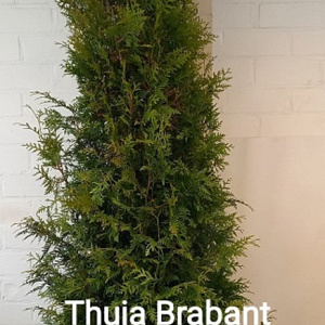 Thuja occ. 'Brabant' 200-225 cm met kluit