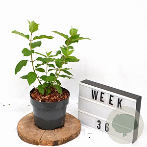 Hydrangea pan. 'Polar Bear' 25-30 cm 3,0L