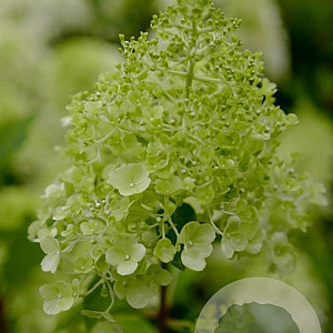 Hydrangea pan. 'Polar Bear' 25-30 cm 3,0L
