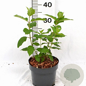 Hydrangea pan. 'Polar Bear' 25-30 cm 3,0L