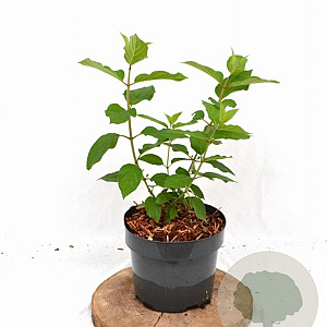 Hydrangea pan. 'Polar Bear' 25-30 cm 3,0L