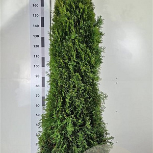 Thuja occ. 'Smaragd' 160-180 cm met kluit extra