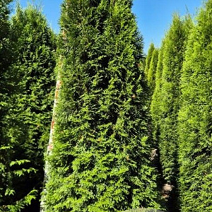 Thuja occ. 'Smaragd' 225-250 cm draadkluit extra