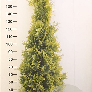 Thuja occ. 'Yellow Ribbon' 160-180 cm met kluit extra