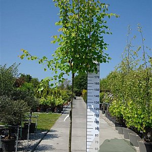 Tilia cordata 'Green Globe' 8-10 cm 35L 225 cm stam