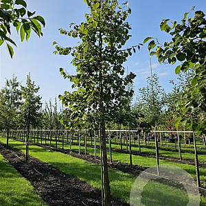 Tilia henryana 8-10 cm 25L 200 cm stam