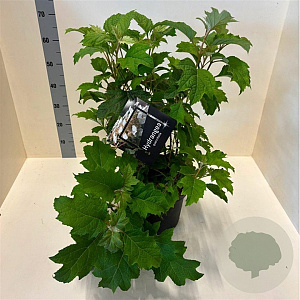 Hydrangea quercifolia 60-80 cm 10L