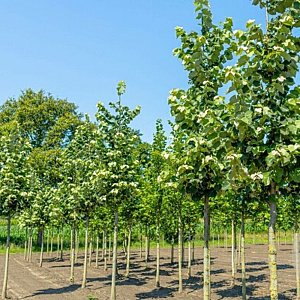 Tilia tomentosa 'Silver Globe' 8-10 cm 35L 225 cm stam