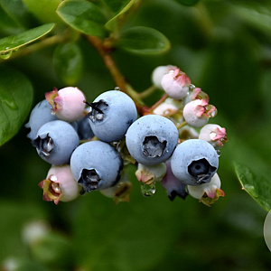 Vaccinium corymbosum 'Elliot' 40-60 cm 5,0L