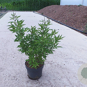 Vitex agnus-castus 60-80 cm 10L