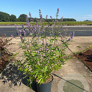Vitex agnus-castus 60-80 cm 10L
