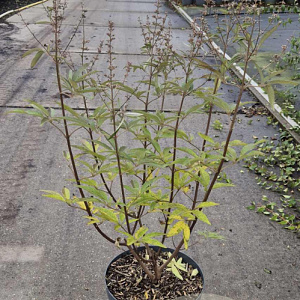 Vitex agnus-castus 60-80 cm 10L