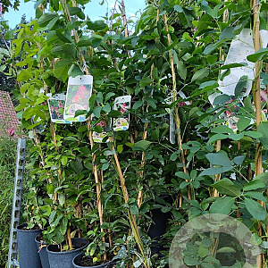 Akebia quinata 80 cm 2,0L