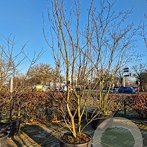 Amelanchier lamarckii 350-400 cm container meerstammig