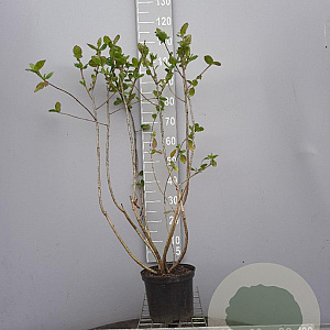 Aronia melanocarpa 80-100 cm 5,0L