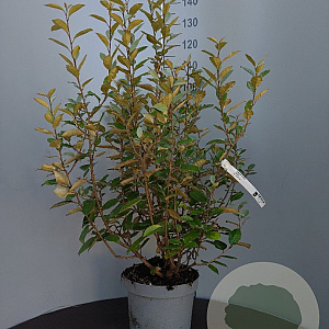 Elaeagnus ebb. 'Limelight' 80-100 cm 10L