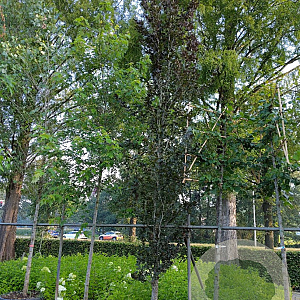Fagus syl. 'Dawyck Purple' 18-20 cm container geveerd