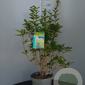 Forsythia 'Goldrausch' 50-60 cm 6,5L