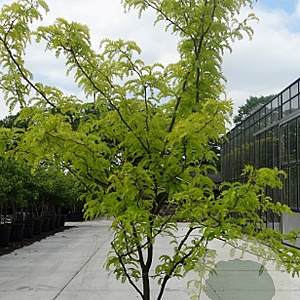 Gleditsia triac. 'Sunburst' 250-300 cm container meerstammig
